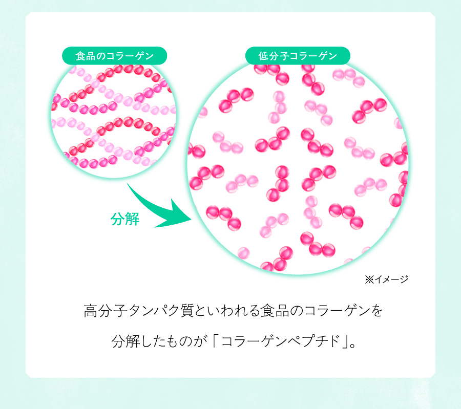 高分子タンパク質といわれる食品のコラーゲンを分解したものが「コラーゲンペプチド」。