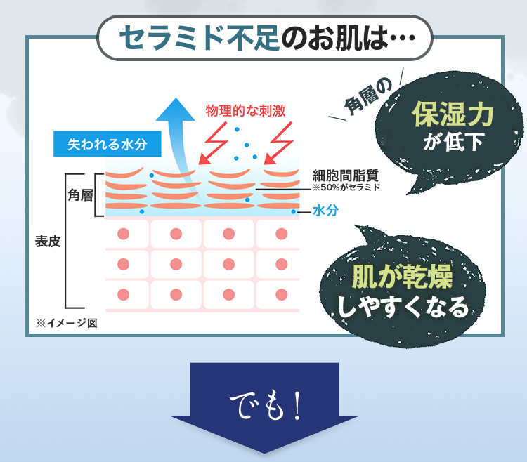 セラミド不足のお肌は… 角質層のバリア機能（保湿力）が低下 肌が乾燥しやすくなる でも！
