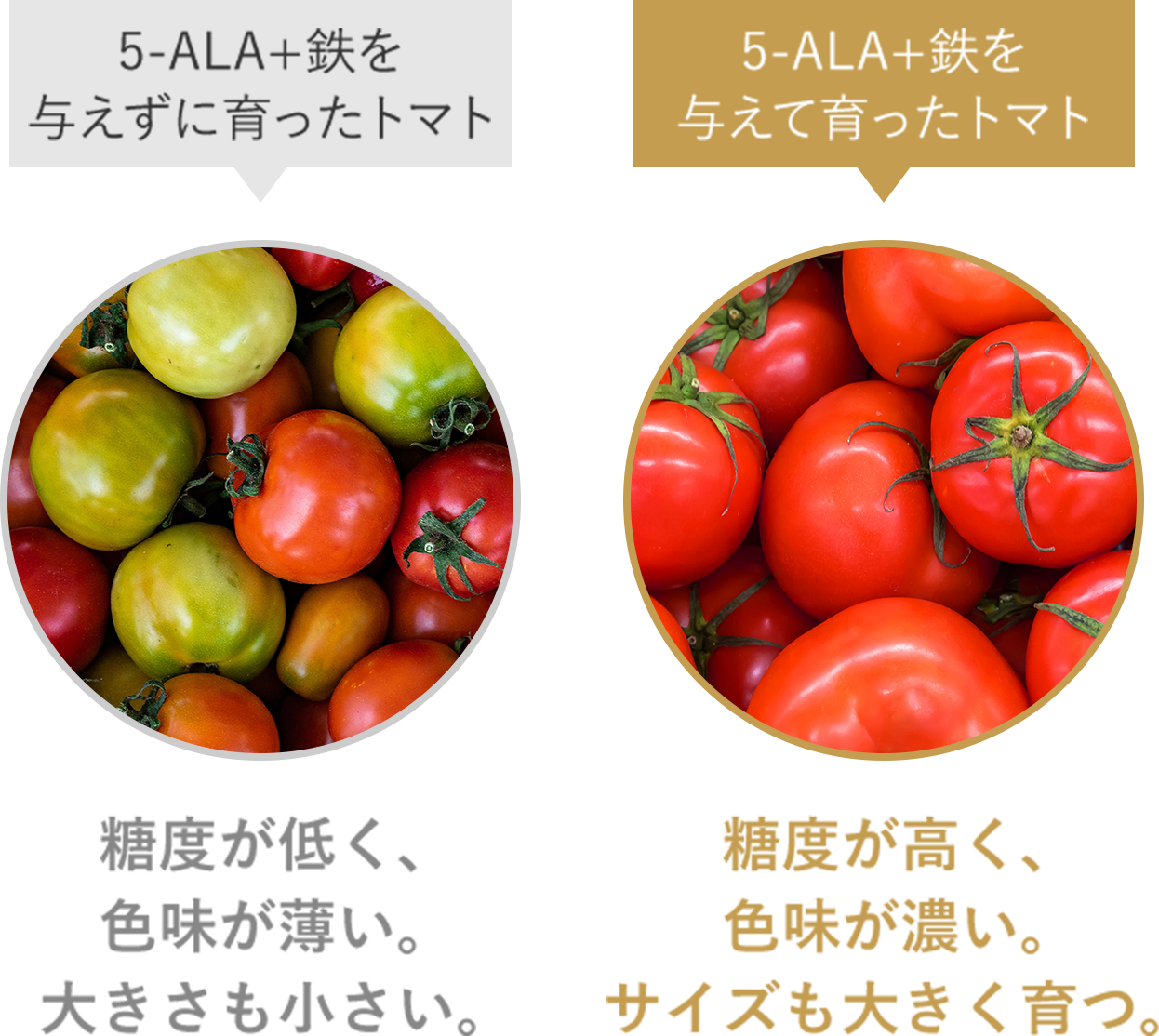 5-ALA+鉄を与えて育ったトマトは5-ALA+鉄を与えずに育ったトマトに比べて糖度が高く、色味が濃い。サイズも大きく育つ。