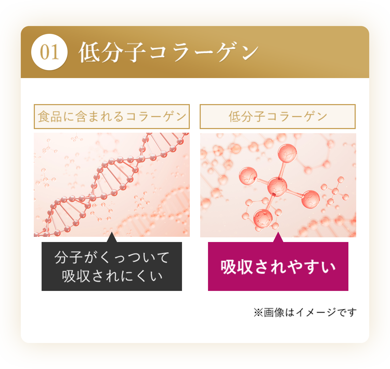 01 低分子コラーゲン（通常のコラーゲンよりも吸収されやすい）