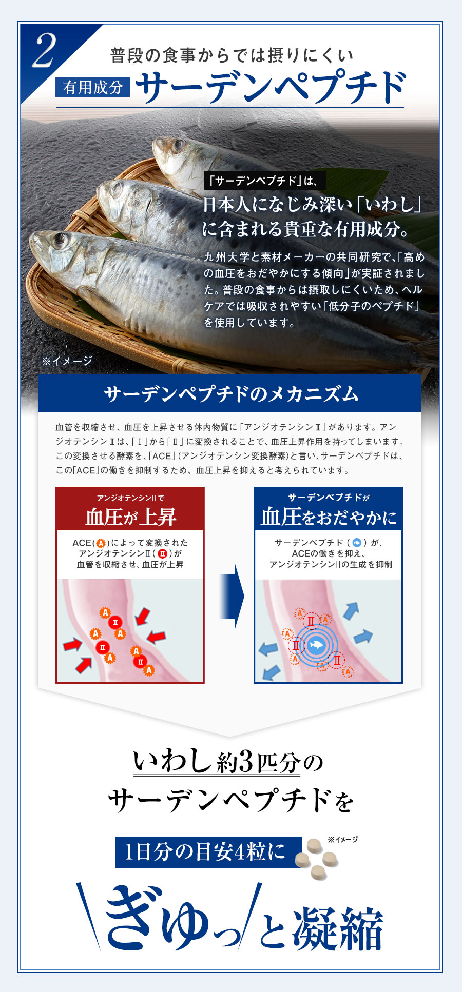 ２　普段の食事からでは摂りにくい有用成分サーデンペプチド　いわし3匹分のサーデンペプチドを約1日分4粒にぎゅっと凝縮