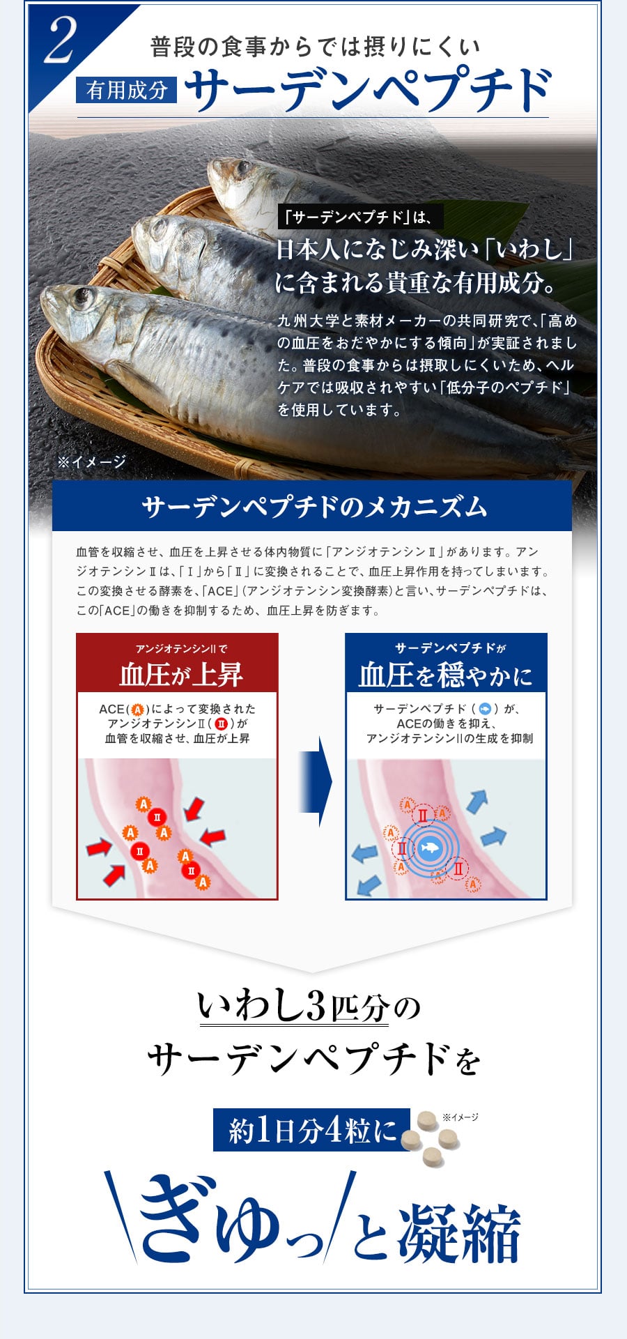 ２　普段の食事からでは摂りにくい有用成分サーデンペプチド　いわし3匹分のサーデンペプチドを約1日分4粒にぎゅっと凝縮