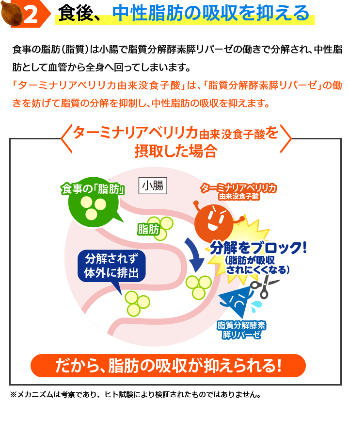 食後、中性脂肪の吸収を抑える