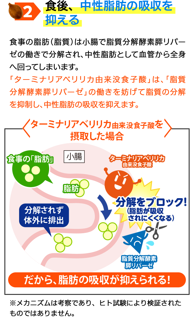 食後、中性脂肪の吸収を抑える