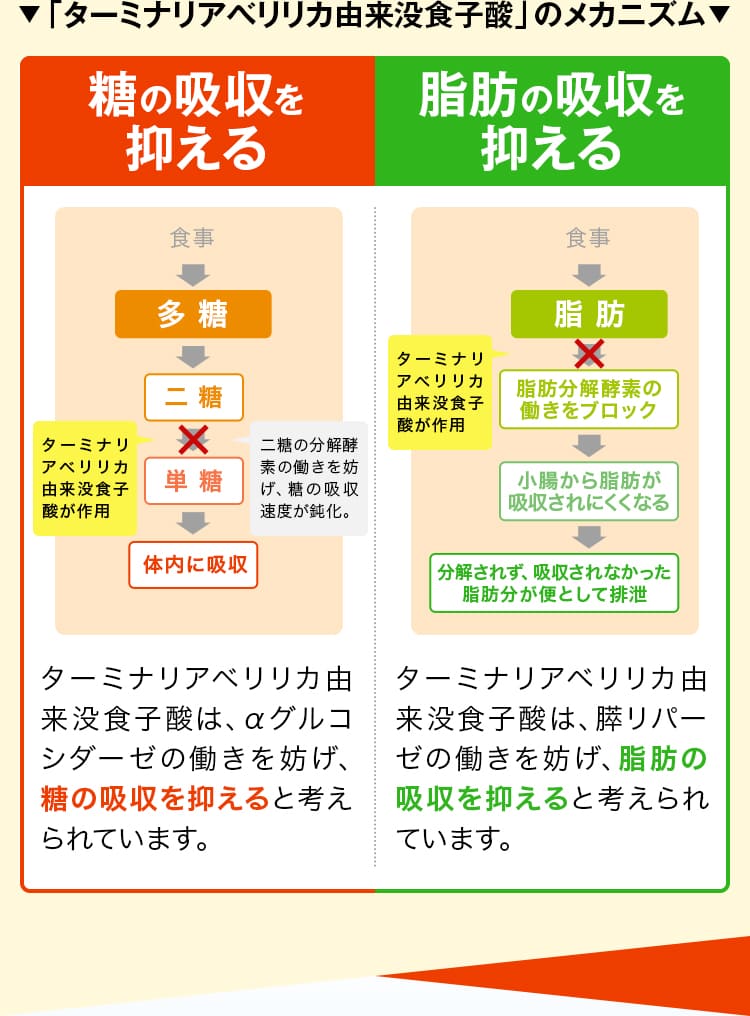 「ターミナリアべリリカ由来没食子酸」のメカニズム 糖の吸収を抑える 脂肪の吸収を抑える