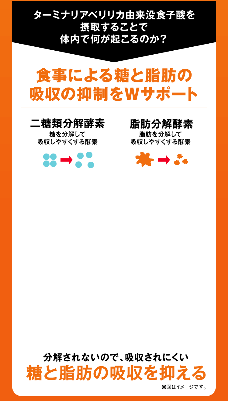 ターミナリアべリリカ由来没食子酸を摂取することで体内で何が起こるのか？食事による糖と脂肪の吸収の抑制をＷサポート